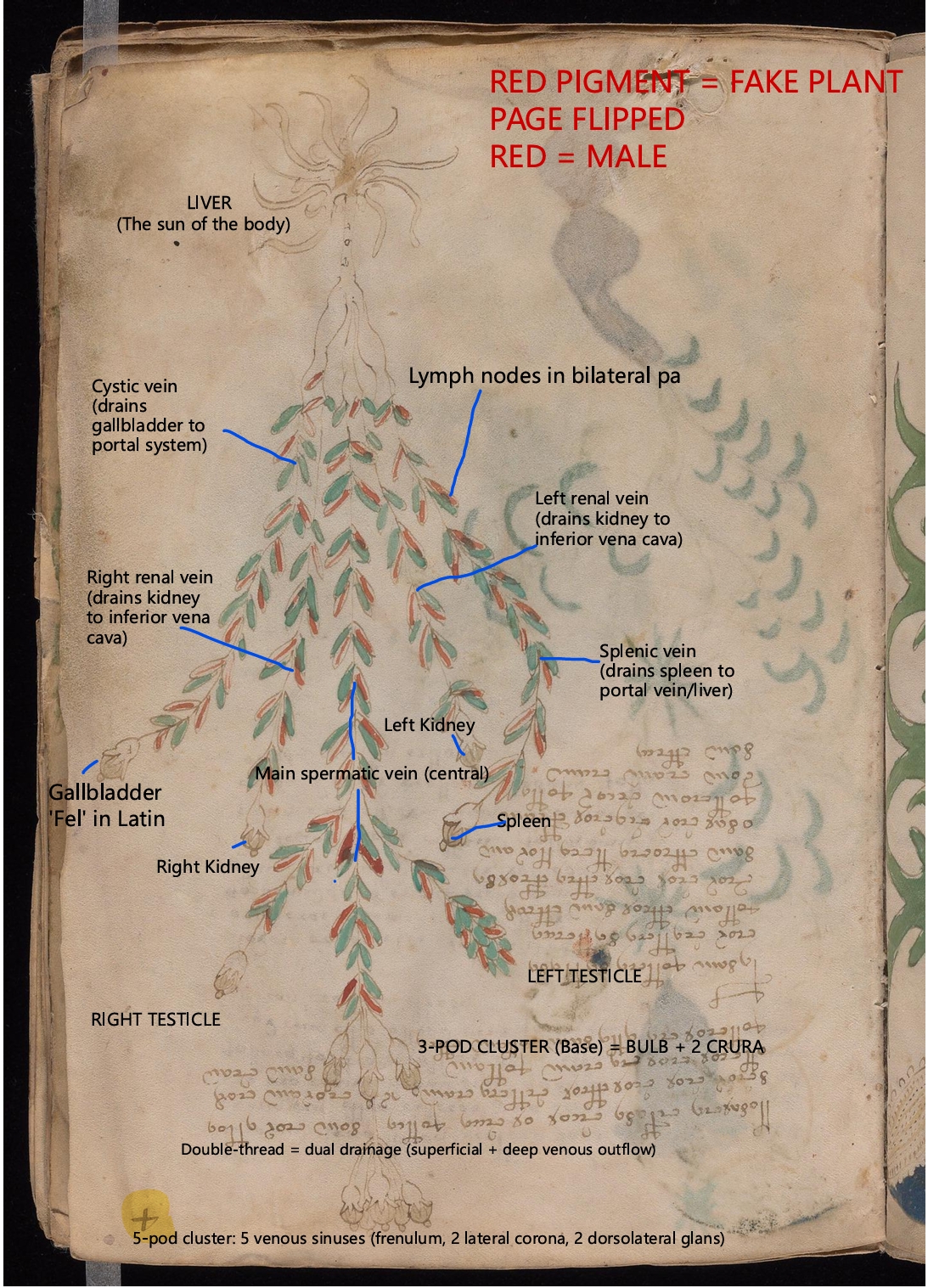 Labelled diagram of Folio 4r